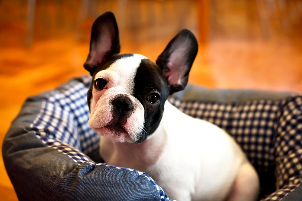 Cute Dog