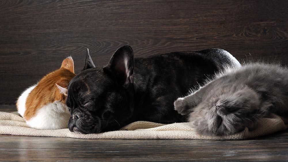 Cute Pets