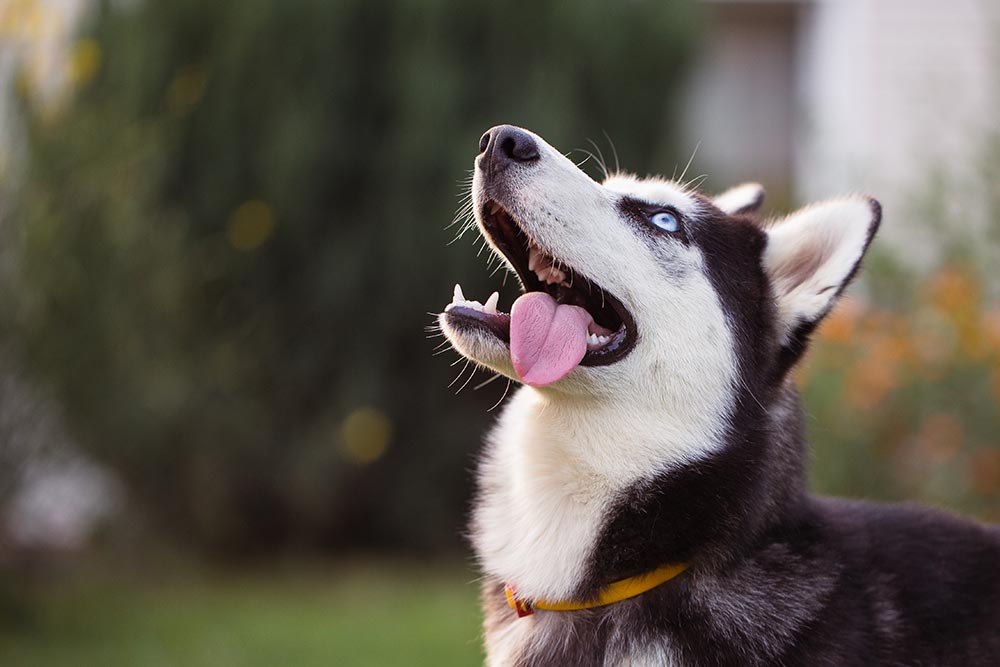 Dog Portrait