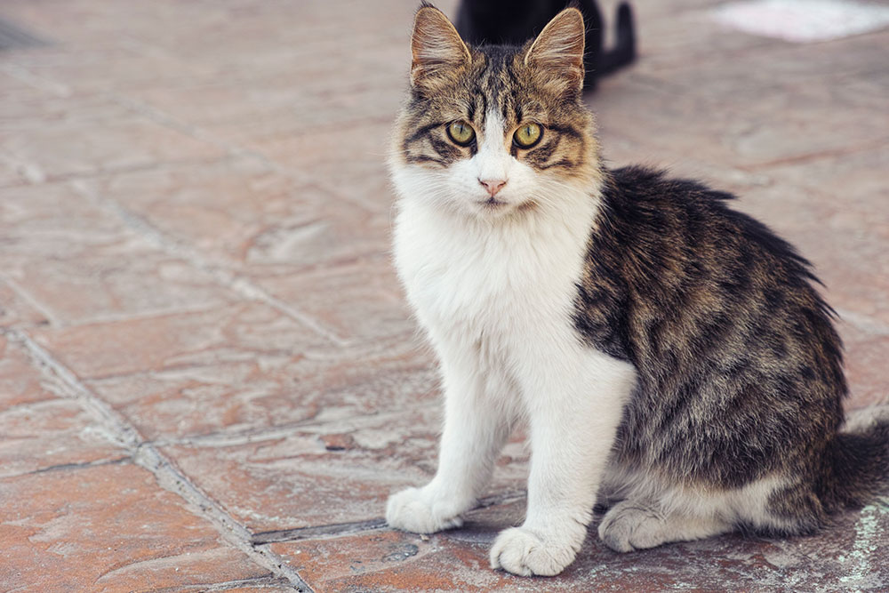 Handsome Cat