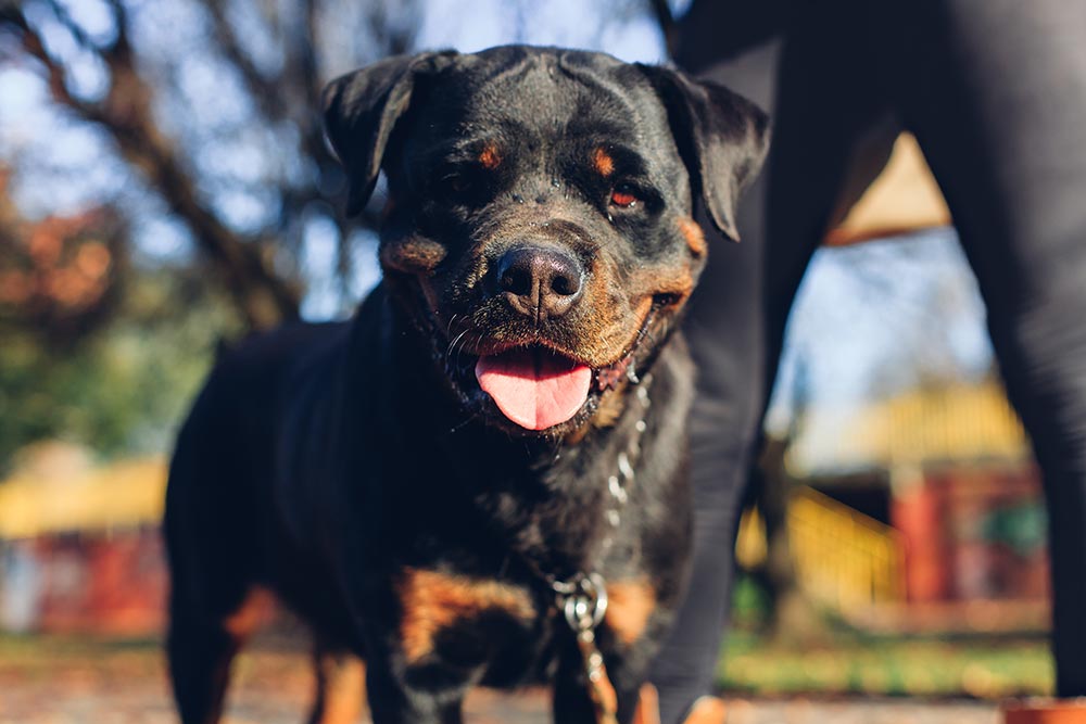 Handsome Dog Portrait