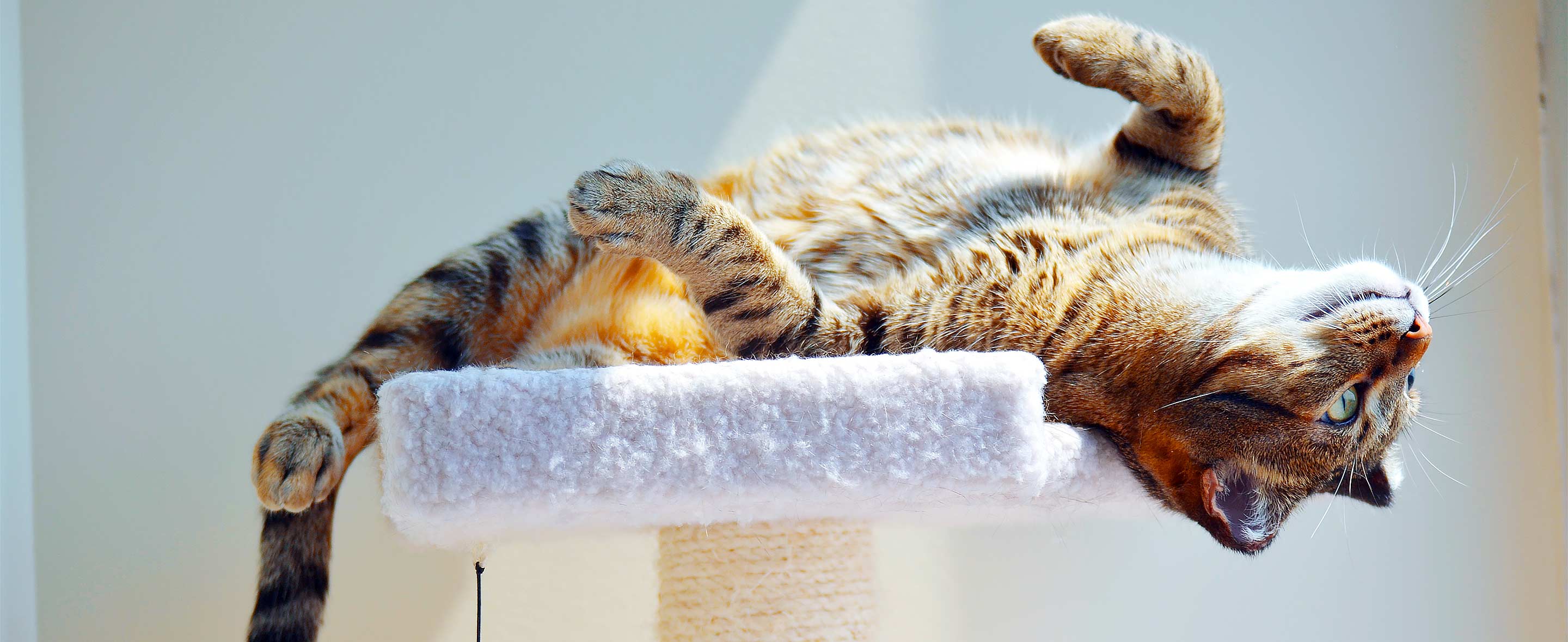 Cat laying on a scratching post
