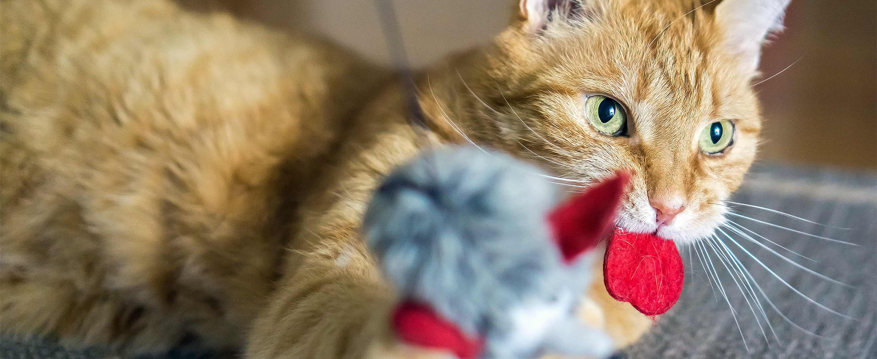 Cat playing with a toy
