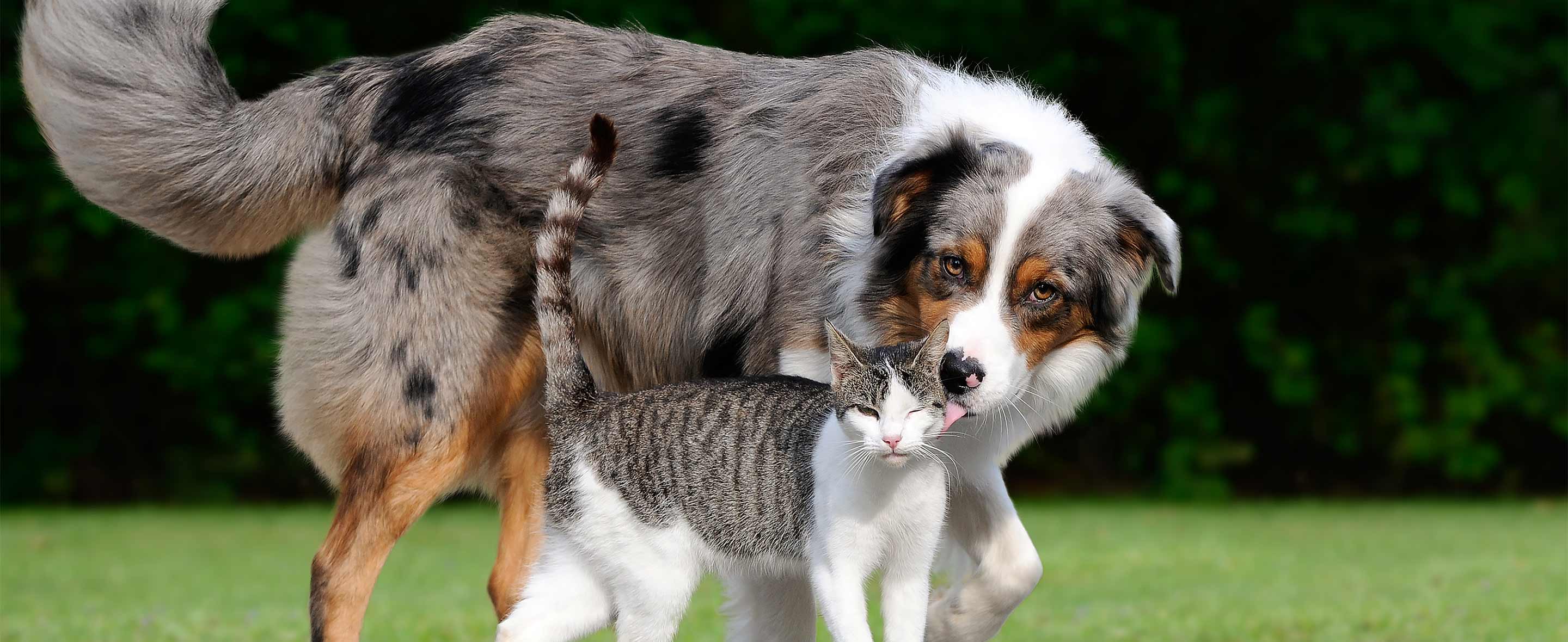Dog and cat outdoors