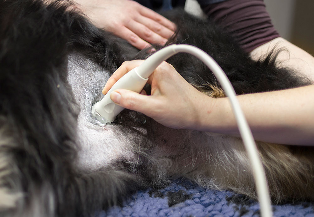 Dog Getting Ultrasound